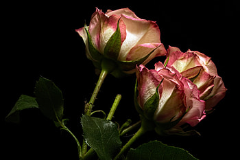 Roses, Flowers, Nature, Buds HD wallpaper