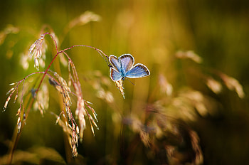 Macro, Blur, Smooth, Close-Up, Butterfly HD wallpaper