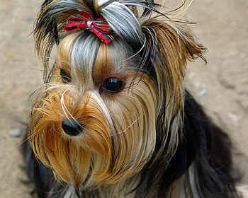 Yorkshire terrier, sweet, dog, puppy, terrier, yorkshire HD wallpaper