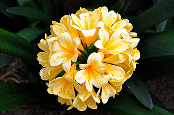 Flowers, Leaves, Flower, Bloom, Flowering, Clivia HD wallpaper