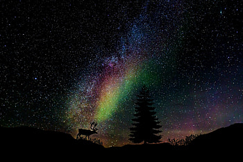 Nature, Starry Sky, Spruce, Fir, hop, Deer HD wallpaper
