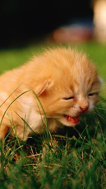 Cute Baby Cat, Cute, Baby Animals, baby, animals HD phone wallpaper