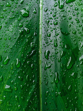 Water, Drops, Macro, Wet, Sheet, Leaf HD phone wallpaper