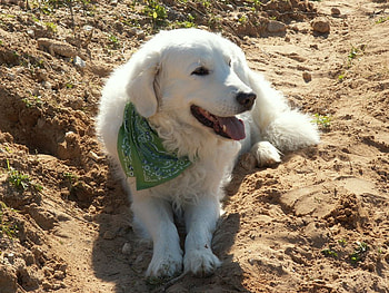 MY NAME IS RALPH. LOOKS LIKE ALMOST LIKE A DOG I OWN, dog, majestic, friendly, big HD wallpaper