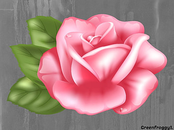 PINK ROSE, ROSE, CREATION, , PINK HD wallpaper