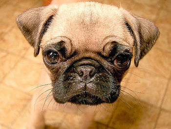 Animals, Muzzle, Spotted, Spotty, Sight, Opinion, Puppy HD wallpaper