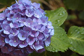 Flowers, Drops, Flower, Buds, Hydrangea HD wallpaper