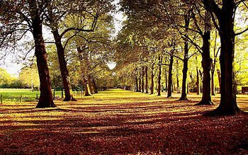 Alley, Nature, Trees, Leaves, Road, Shadows HD wallpaper