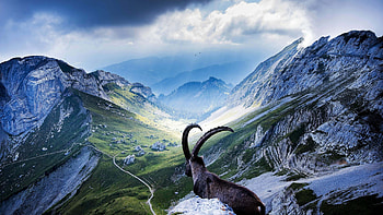 Goat at Pilatus, Swiss beauty, Captivating scene, Breathtaking view HD wallpaper