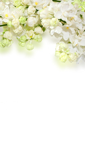 White Background, Background HD phone wallpaper