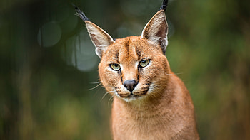 Agile caracal, Majestic feline, Exquisite predator, Graceful movements HD wallpaper