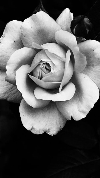 Black Flowers, Rose Petals HD phone wallpaper