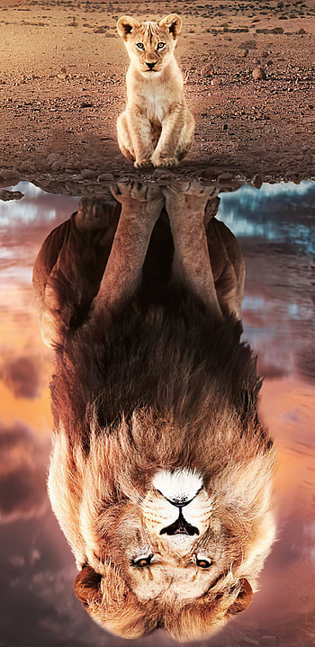 The Lion King 2019, Movie HD phone wallpaper