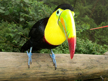 Toucans, toucans, birds, forest HD wallpaper