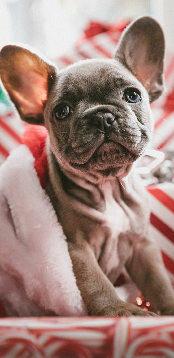 French Bulldog, Christmas , Festive celebration, Holiday spirit HD phone wallpaper