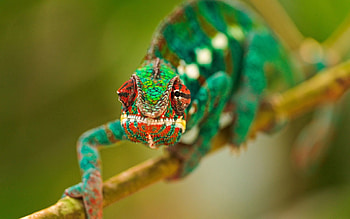 Animals, Branch, Color, Chameleon, Climb HD wallpaper