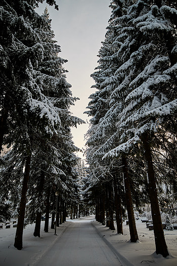 Winter, Nature, Trees, Snow, Fir-Trees, Road HD phone wallpaper