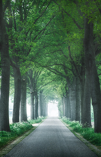 Nature, Trees, Road, Alley HD phone wallpaper