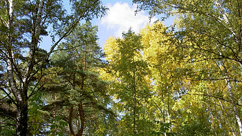 Landscape, Trees HD wallpaper