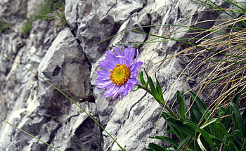 Flowers, Grass, Rocks, Flower HD wallpaper