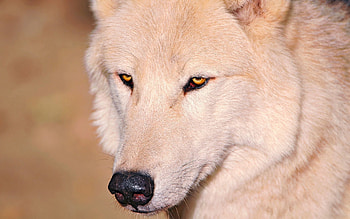 Animals, Eyes, Wolf, Nose HD wallpaper