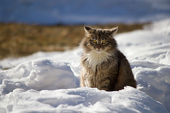 Animals, Winter, Snow, Cat, Fluffy HD wallpaper