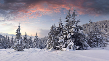 Snow-сovered forest, Winter HD wallpaper