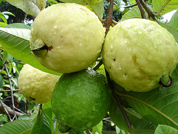 Thai red guava, Dwarf plant, 3-month yield, High-quality harvest HD wallpaper
