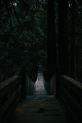 Nature, Dark, Forest, Bridge, Suspension, Hanging, Loneliness HD phone wallpaper