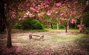 Cherry blossom and bench, Park, Woodland, Trees, Garden HD wallpaper