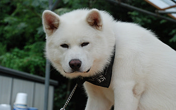 Animals, Fluffy, Dog, Puppy, Akita Inu, Bandana HD wallpaper