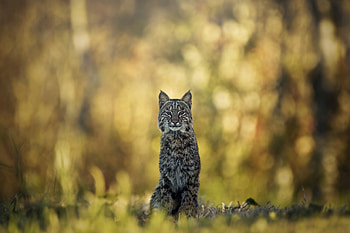 Animal, lynx HD wallpaper