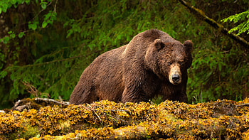 Grizzly Bear, animal, bear, forest HD wallpaper