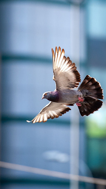 Dove bird, Flight portrait, Bird , Capturing motion HD phone wallpaper