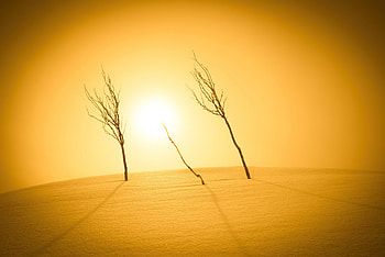 Plants Sunlight Desert , desert, nature, graphy, sunlight HD wallpaper