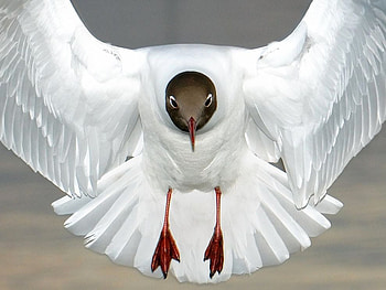 Black Head Gull, wings, white, gull, black, birds, bird, graphy, nature, lovely HD wallpaper