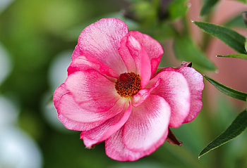 Ranunculus, anemone, pink, flower HD wallpaper