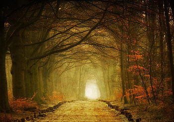 forest road, way, trees, road, nature, forest HD wallpaper