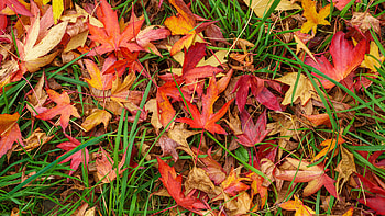 Red Yellow Dry Maple Leaves On Grass graphy HD wallpaper