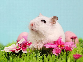 Cute Animal, animal, cool, cute HD wallpaper