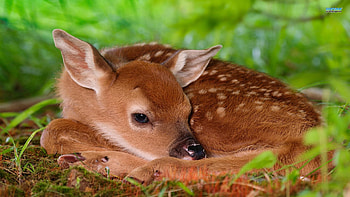 Animals, Deers HD wallpaper