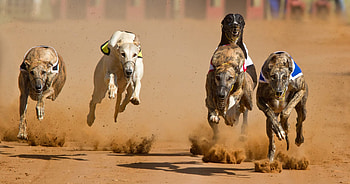 Racing Greyhounds, Dog Sports HD wallpaper