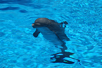 Animals, Water, Ripples, Ripple, Dolphin HD wallpaper
