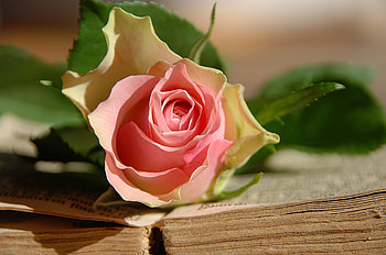 Flowers, Flower, Lies, Rose Flower, Rose, Book HD wallpaper