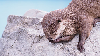 Adorable otter, Cute , Samantha Tremblay, Whiskers HD wallpaper