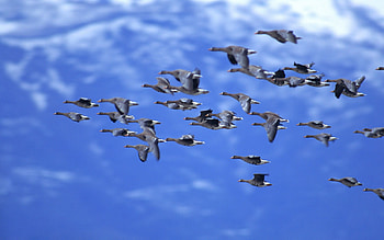 Animals, Birds, Ducks, Sky, Clouds, Flight, Flock HD wallpaper