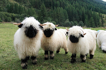 The Three Maskateers, Horns, Wool, Masks, Shaggy, Sheep, Cute HD wallpaper