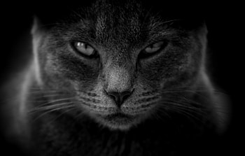 Cat, muzzle, confident, monochrome HD wallpaper