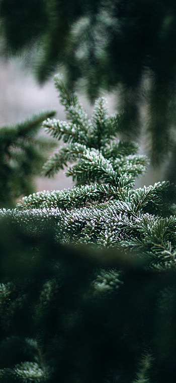 Green leafy tree, 11 , Nature's serenity, Fresh beauty HD phone wallpaper