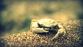 Freshwater crab, Crabs HD wallpaper